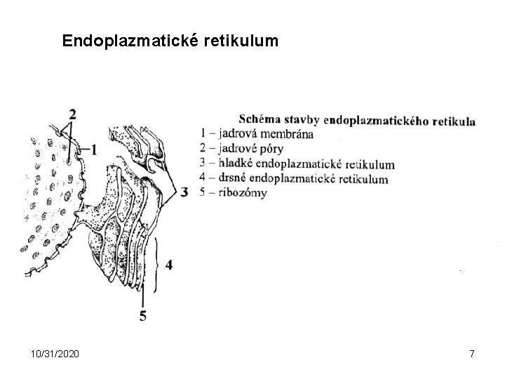 Endoplazmatické retikulum 10/31/2020 7 