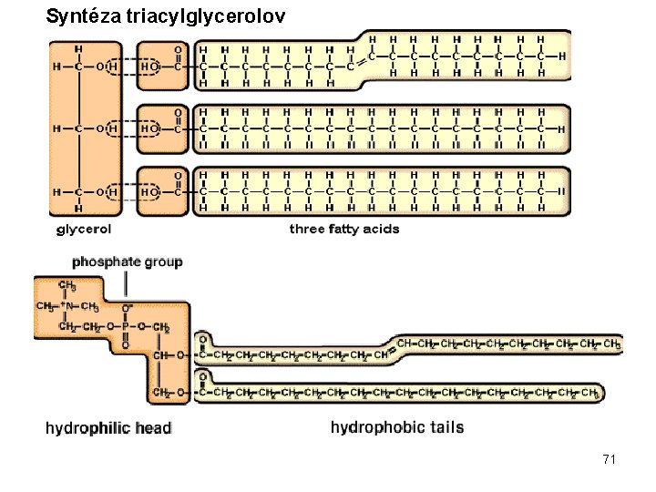 Syntéza triacylglycerolov 71 