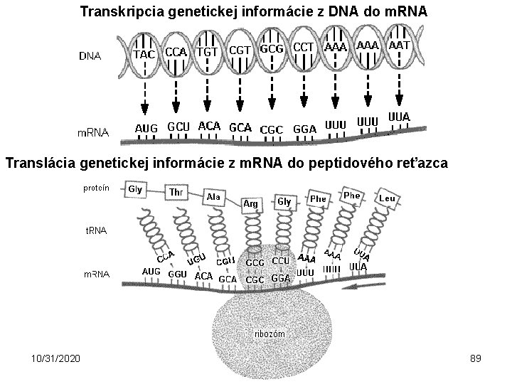 Transkripcia genetickej informácie z DNA do m. RNA Translácia genetickej informácie z m. RNA