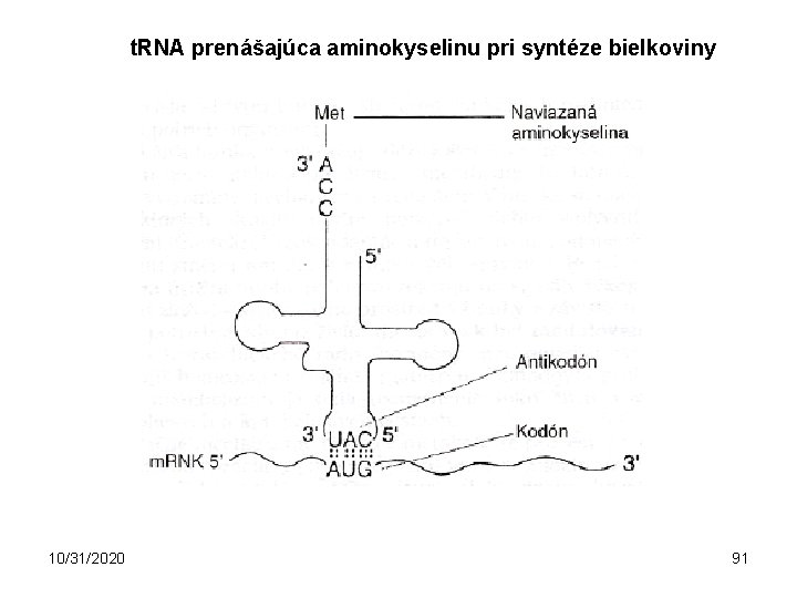 t. RNA prenášajúca aminokyselinu pri syntéze bielkoviny 10/31/2020 91 