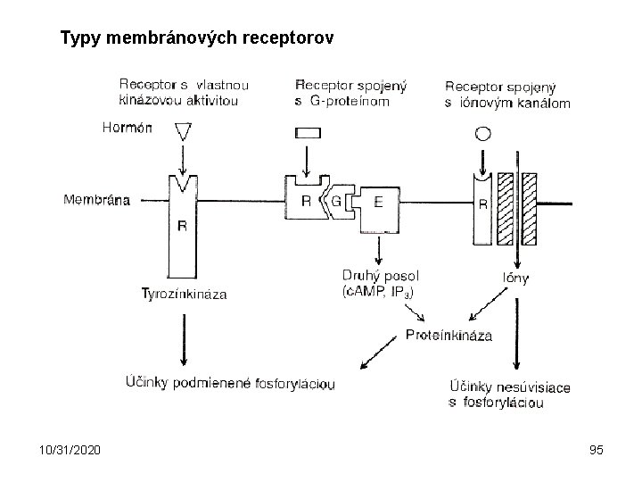 Typy membránových receptorov 10/31/2020 95 