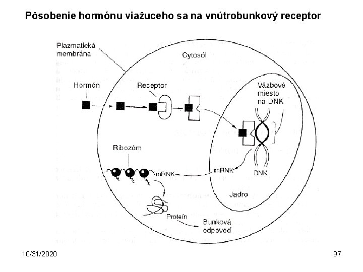 Pôsobenie hormónu viažuceho sa na vnútrobunkový receptor 10/31/2020 97 
