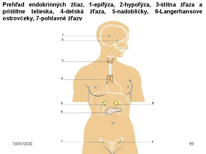 Prehľad endokrinných žliaz, 1 -epifýza, 2 -hypofýza, 3 -štítna žľaza a prištítne telieska, 4