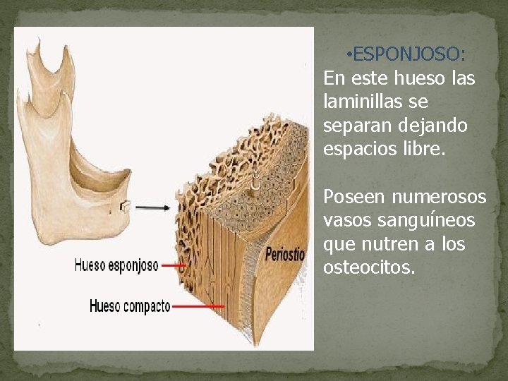  • ESPONJOSO: En este hueso las laminillas se separan dejando espacios libre. Poseen