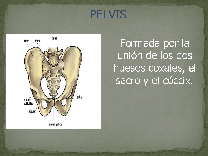 PELVIS Formada por la unión de los dos huesos coxales, el sacro y el