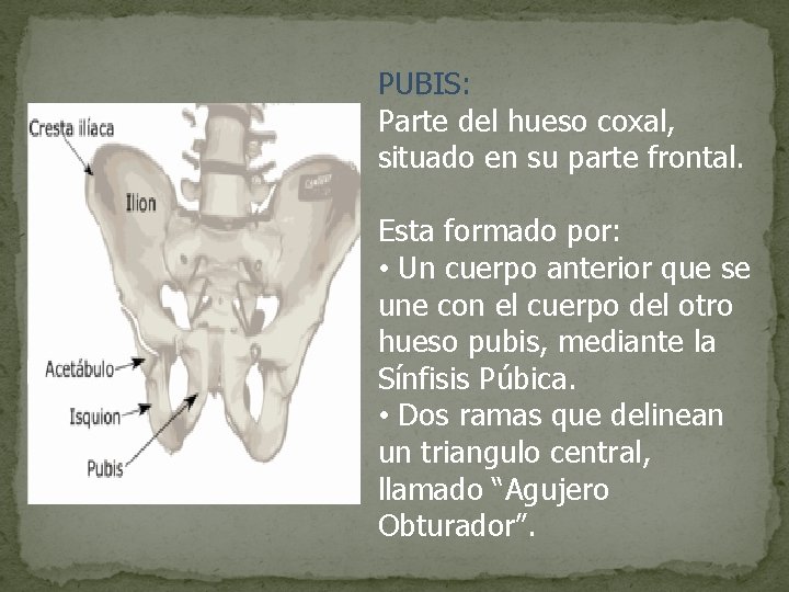 PUBIS: Parte del hueso coxal, situado en su parte frontal. Esta formado por: •