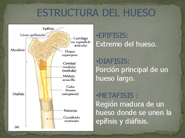 ESTRUCTURA DEL HUESO • EPIFISIS: Extremo del hueso. • DIAFISIS: Porción principal de un