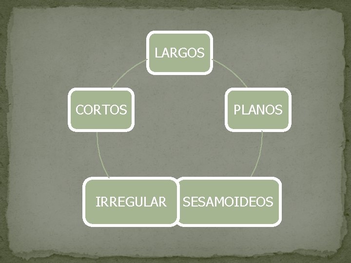 LARGOS CORTOS IRREGULAR PLANOS SESAMOIDEOS 