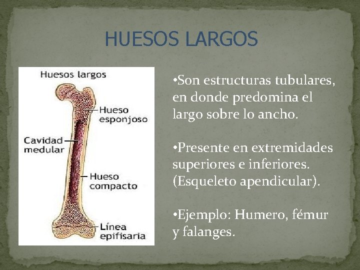 HUESOS LARGOS • Son estructuras tubulares, en donde predomina el largo sobre lo ancho.