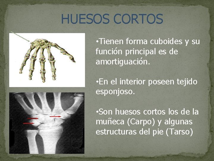 HUESOS CORTOS • Tienen forma cuboides y su función principal es de amortiguación. •