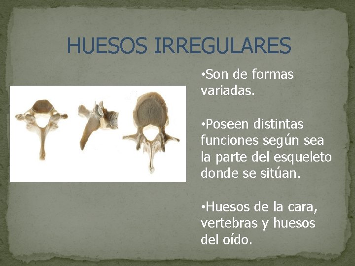 HUESOS IRREGULARES • Son de formas variadas. • Poseen distintas funciones según sea la