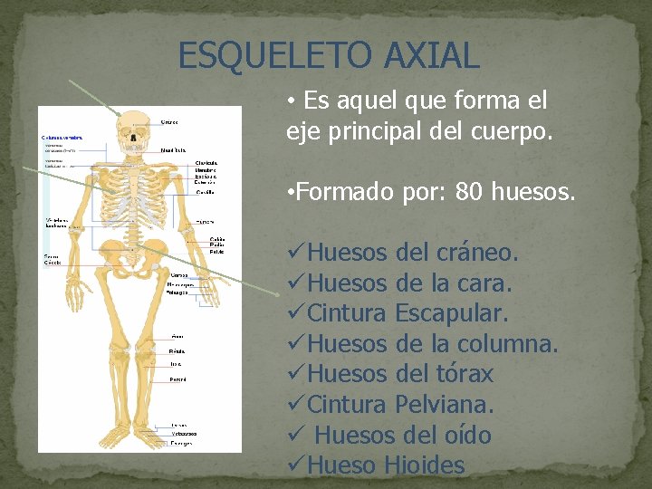 ESQUELETO AXIAL • Es aquel que forma el eje principal del cuerpo. • Formado