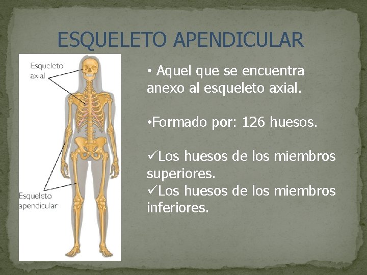 ESQUELETO APENDICULAR • Aquel que se encuentra anexo al esqueleto axial. • Formado por: