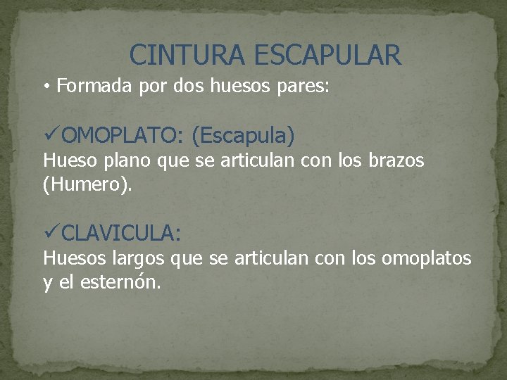 CINTURA ESCAPULAR • Formada por dos huesos pares: üOMOPLATO: (Escapula) Hueso plano que se