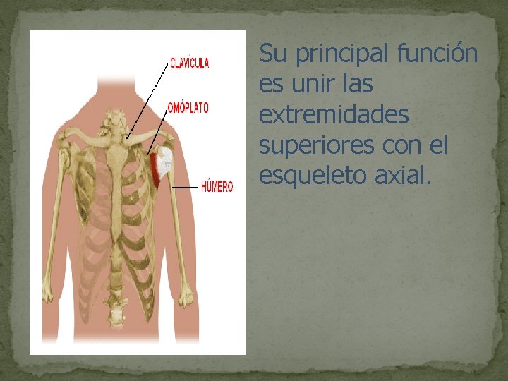 Su principal función es unir las extremidades superiores con el esqueleto axial. 