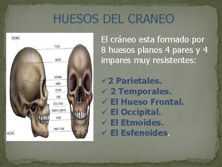HUESOS DEL CRANEO El cráneo esta formado por 8 huesos planos 4 pares y