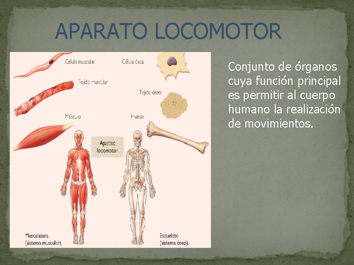 APARATO LOCOMOTOR Conjunto de órganos cuya función principal es permitir al cuerpo humano la