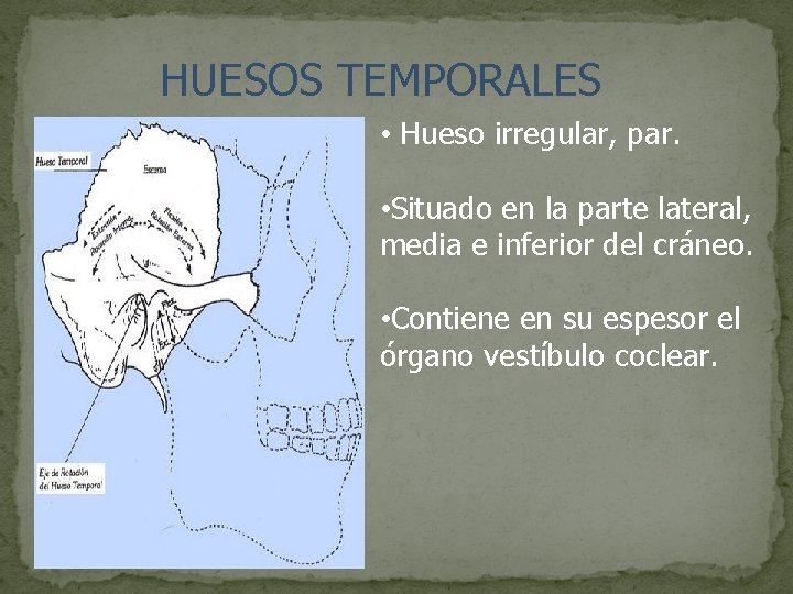 HUESOS TEMPORALES • Hueso irregular, par. • Situado en la parte lateral, media e
