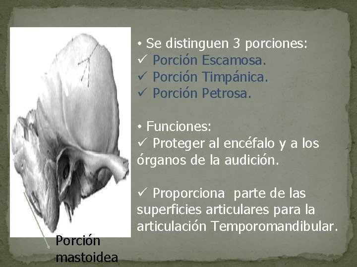  • Se distinguen 3 porciones: ü Porción Escamosa. ü Porción Timpánica. ü Porción