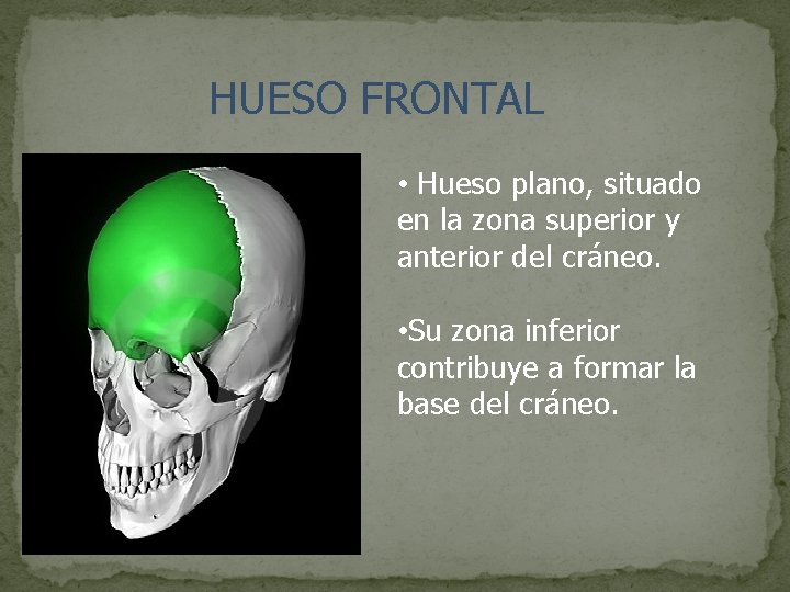 HUESO FRONTAL • Hueso plano, situado en la zona superior y anterior del cráneo.