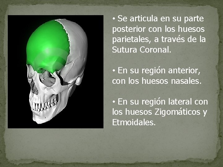  • Se articula en su parte posterior con los huesos parietales, a través