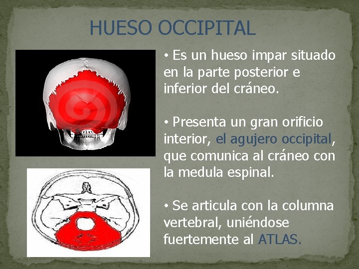 HUESO OCCIPITAL • Es un hueso impar situado en la parte posterior e inferior