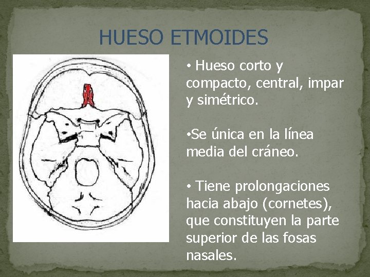 HUESO ETMOIDES • Hueso corto y compacto, central, impar y simétrico. • Se única