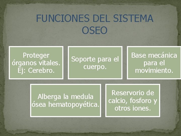 FUNCIONES DEL SISTEMA OSEO Proteger órganos vitales. Ej: Cerebro. Soporte para el cuerpo. Alberga