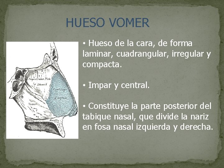 HUESO VOMER • Hueso de la cara, de forma laminar, cuadrangular, irregular y compacta.