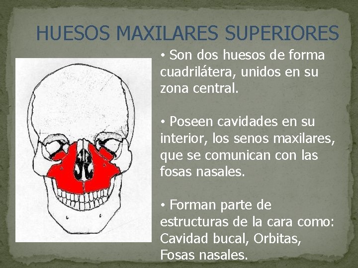 HUESOS MAXILARES SUPERIORES • Son dos huesos de forma cuadrilátera, unidos en su zona