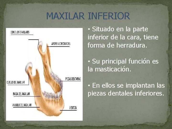 MAXILAR INFERIOR • Situado en la parte inferior de la cara, tiene forma de