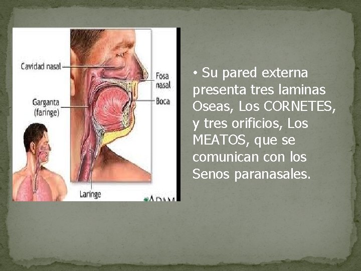  • Su pared externa presenta tres laminas Oseas, Los CORNETES, y tres orificios,