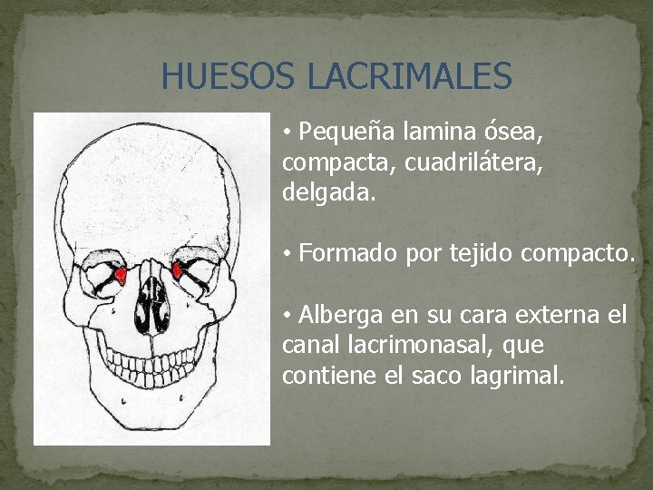 HUESOS LACRIMALES • Pequeña lamina ósea, compacta, cuadrilátera, delgada. • Formado por tejido compacto.