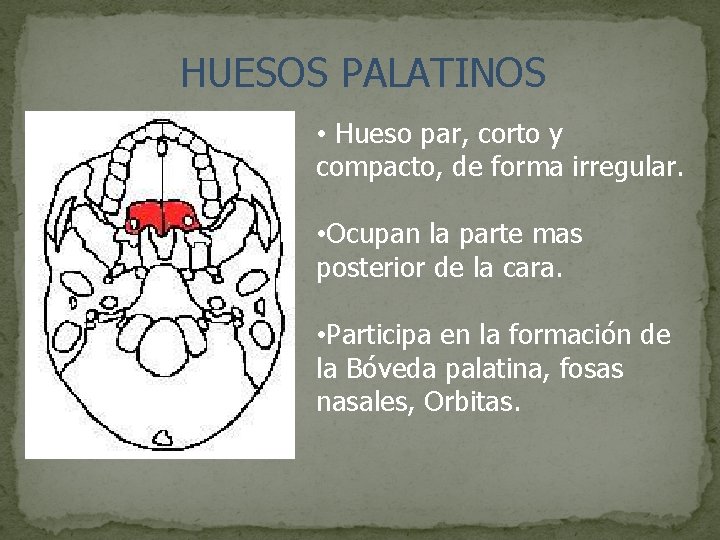 HUESOS PALATINOS • Hueso par, corto y compacto, de forma irregular. • Ocupan la