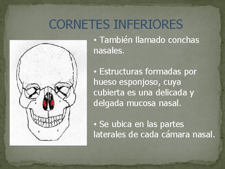 CORNETES INFERIORES • También llamado conchas nasales. • Estructuras formadas por hueso esponjoso, cuya