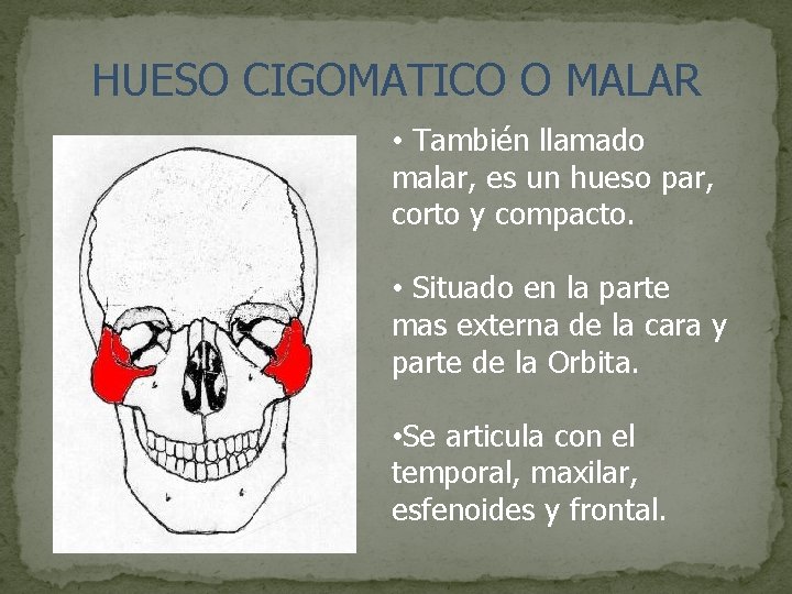 HUESO CIGOMATICO O MALAR • También llamado malar, es un hueso par, corto y