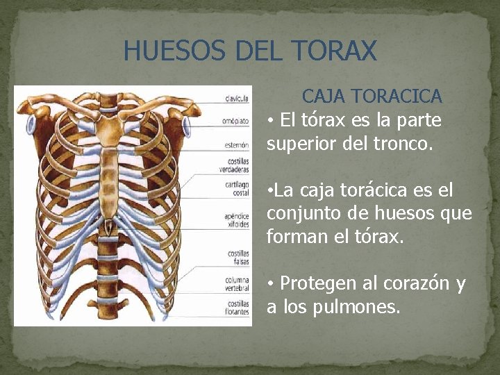 HUESOS DEL TORAX CAJA TORACICA • El tórax es la parte superior del tronco.