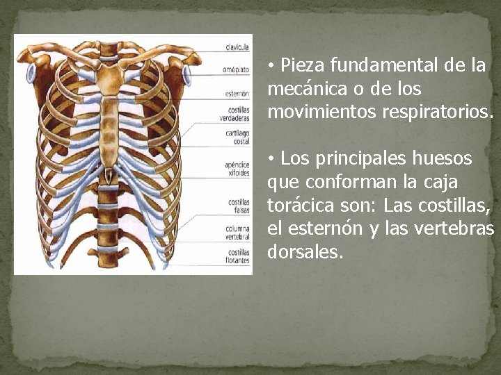  • Pieza fundamental de la mecánica o de los movimientos respiratorios. • Los