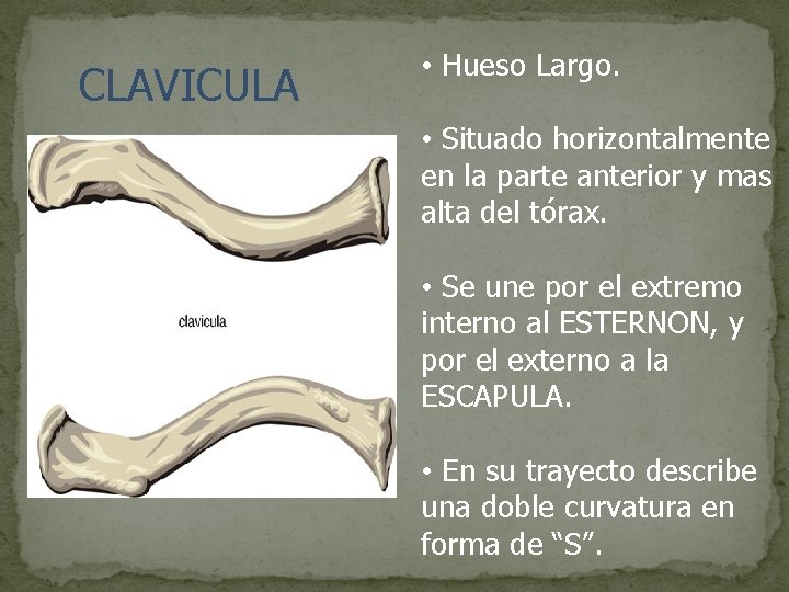 CLAVICULA • Hueso Largo. • Situado horizontalmente en la parte anterior y mas alta