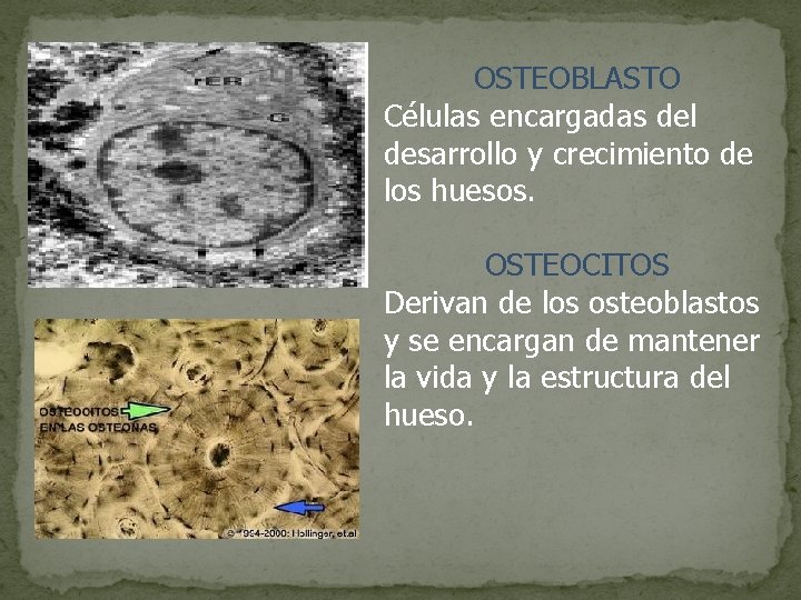 OSTEOBLASTO Células encargadas del desarrollo y crecimiento de los huesos. OSTEOCITOS Derivan de los