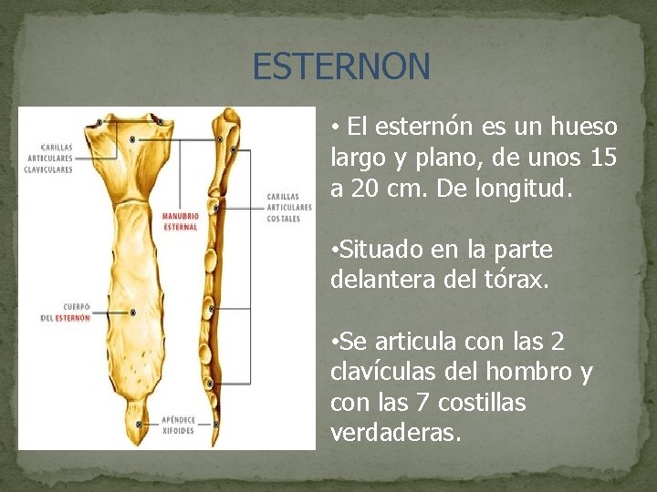 ESTERNON • El esternón es un hueso largo y plano, de unos 15 a
