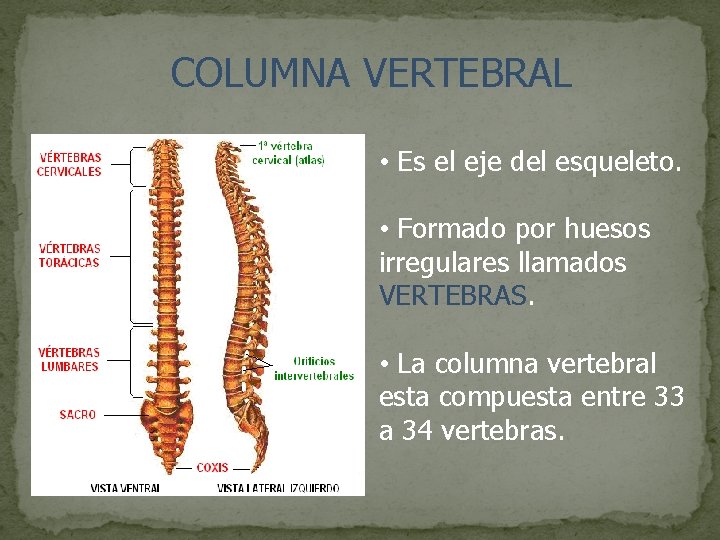 COLUMNA VERTEBRAL • Es el eje del esqueleto. • Formado por huesos irregulares llamados