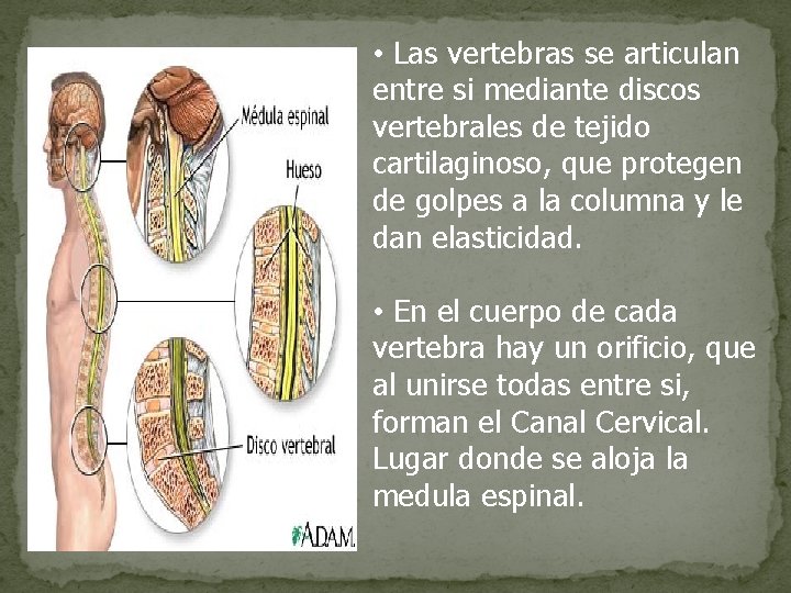  • Las vertebras se articulan entre si mediante discos vertebrales de tejido cartilaginoso,