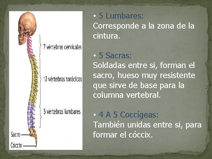  • 5 Lumbares: Corresponde a la zona de la cintura. • 5 Sacras: