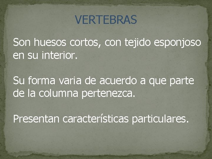 VERTEBRAS Son huesos cortos, con tejido esponjoso en su interior. Su forma varia de