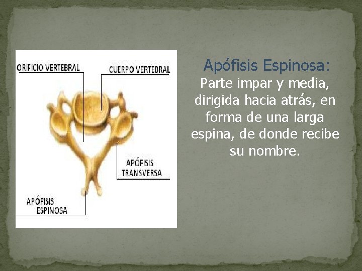 Apófisis Espinosa: Parte impar y media, dirigida hacia atrás, en forma de una larga