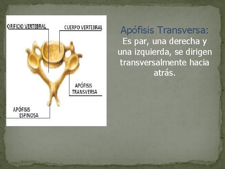 Apófisis Transversa: Es par, una derecha y una izquierda, se dirigen transversalmente hacia atrás.