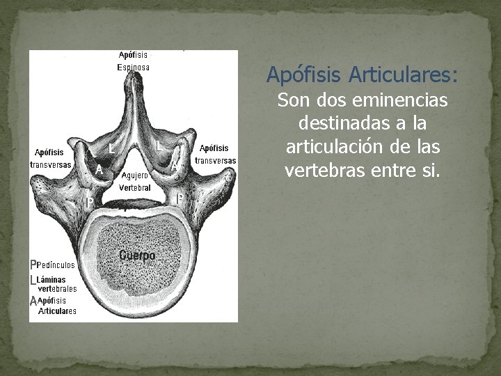 Apófisis Articulares: Son dos eminencias destinadas a la articulación de las vertebras entre si.