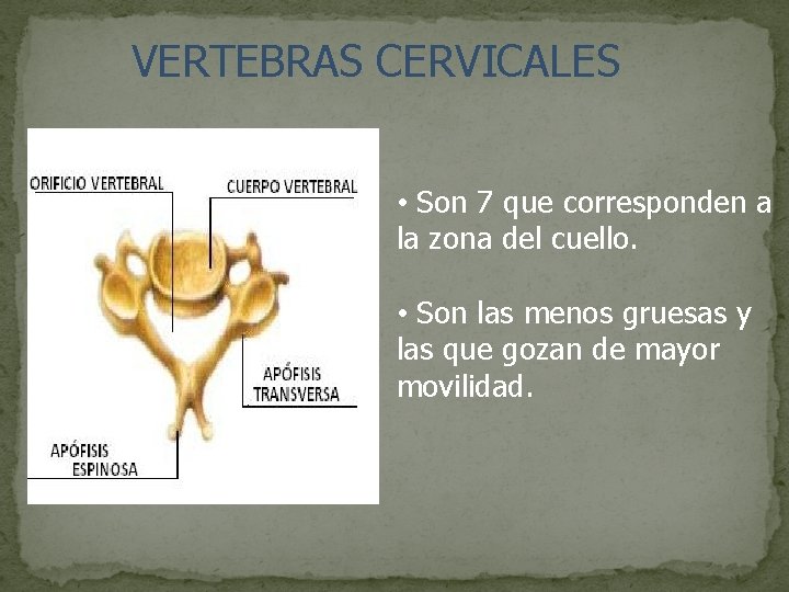 VERTEBRAS CERVICALES • Son 7 que corresponden a la zona del cuello. • Son