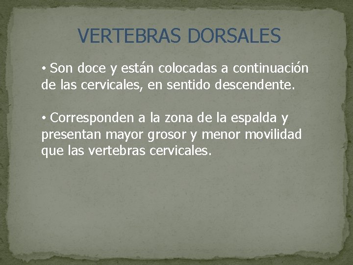 VERTEBRAS DORSALES • Son doce y están colocadas a continuación de las cervicales, en